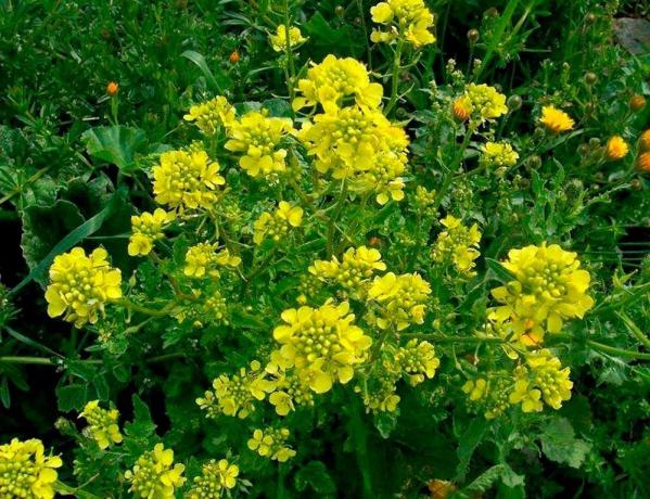 Mustard white - my favorite green manure. Yes, it is white. This is the botanical name of the plant. Photos taken with wiki.agro-sales.ru