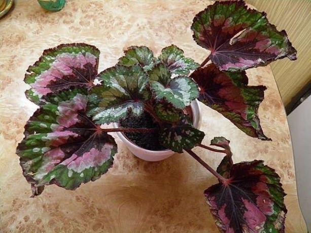 Young begonia starts active growth