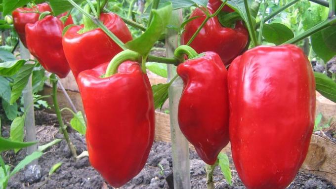 Red bell pepper. Photos from alena-flowers.ru