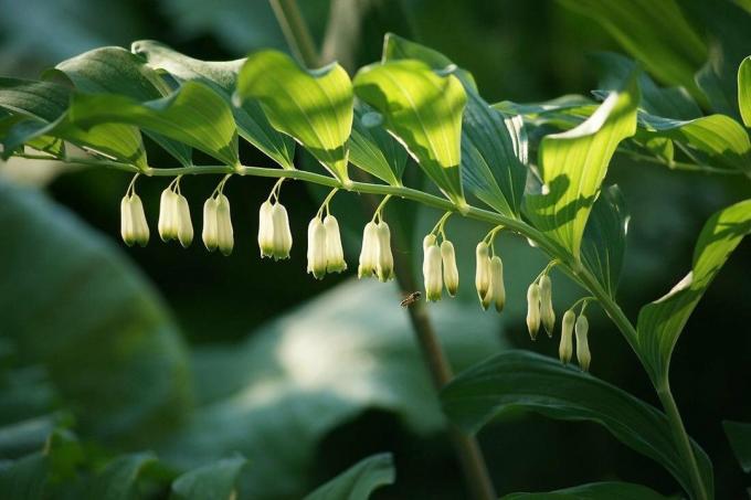 Fruits of Solomon's seal, which are formed from the flowers, are poisonous. Photo: yandex.net
