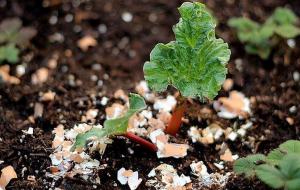 Eggshell: excellent fertilizer for indoor plants. subtleties of application