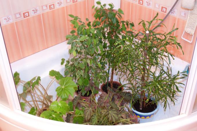 Bathing beautiful decorative foliage. Illustrations for an article taken from the internet