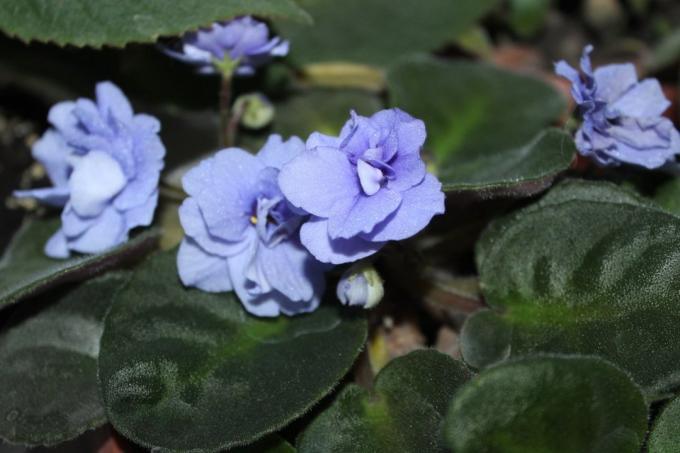 Violets (Saintpaulia uzambarskie) - beautiful and delicate flowers of the family Gesneriaceae