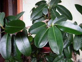 Top 7 indoor plants that like shade