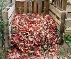 Where you can usefully use fallen leaves in autumn.
