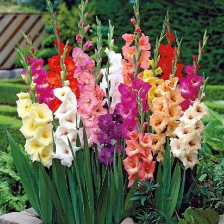 The beauty of gladiolus (zelenyjmir.ru)