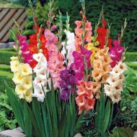 I fertilize correctly gladioli at the beginning of flowering and they grow wild