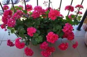 How to cut a geranium: autumn and spring. I began to follow these rules and see the magnificent flowering