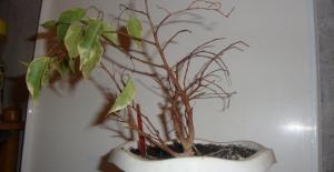 Why do leaves fall from the ficus and how to save plant