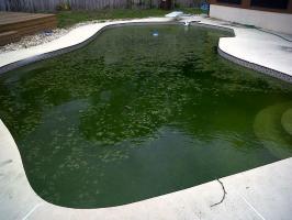 How to save the pool: To prevent algal blooms