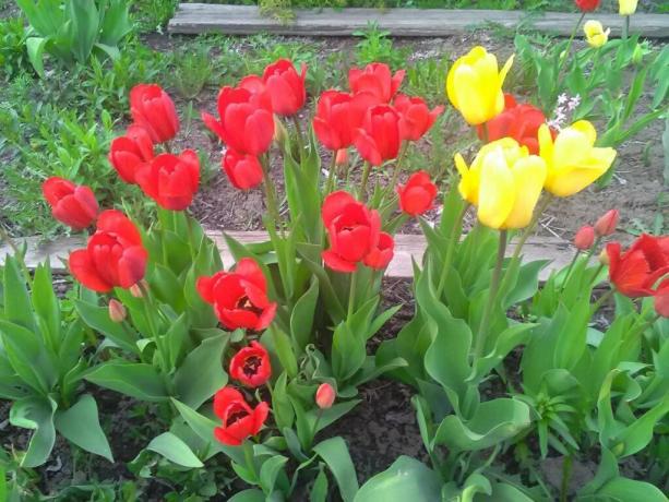 Today is grown around 2000 varieties of tulips