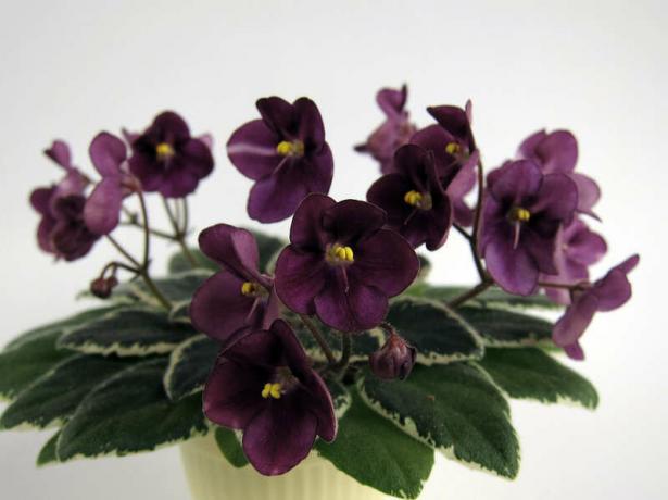 Spring violets bloom again! A photo: 
