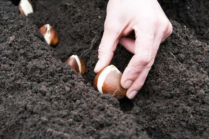 Process planting tulip bulbs in trashnei
