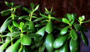 How to create a money tree (Crassula), that was beautiful