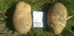 My secrets to growing a large potato.