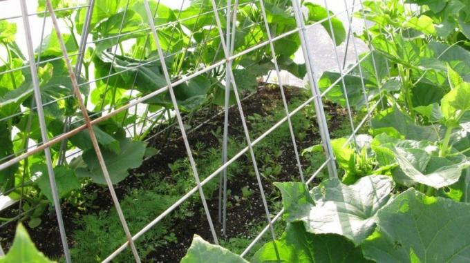 Peat contribute to the greenhouse every year