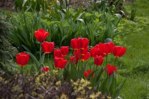 The nuances of the autumn planting of tulips: begining of spring in September