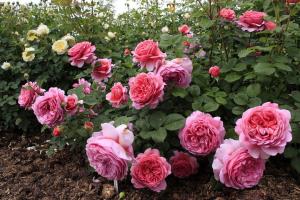 5 blunders care of roses in the garden