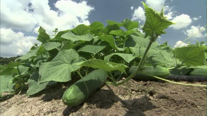 Cucumbers in the open ground (violet-bryansk.ru)