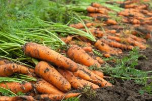 Carrots will be well kept 7 clean rules