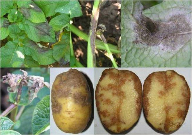 Late blight on potatoes: holy, holy