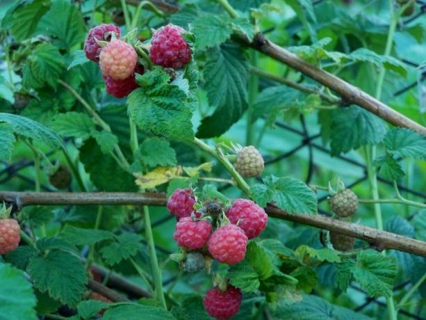 In the right raspberry bushes berries covered the sun, and do not get lost in the bush