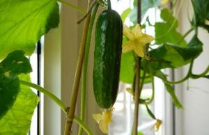 Winter cucumbers: how to grow on a windowsill rich harvest