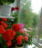 How to grow a lush geranium. Tips gardeners