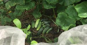 How to extend the fruiting of cucumber in the garden until October.