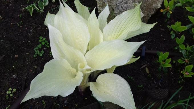 An unusual cultivar hosts "White Feather". Reviews say that the plant capriciously and in practice its appearance leaves much to be desired