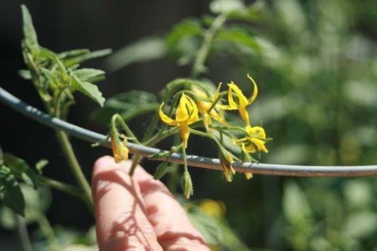 The technology of artificial pollination of tomatoes increases the yield in times! (Photo from fb.ru)