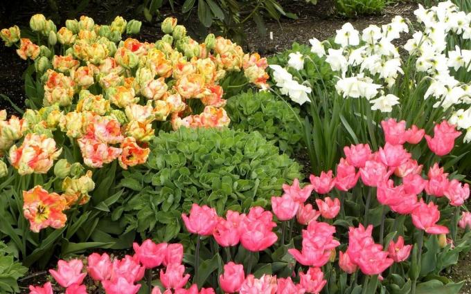 Chic Spring flower bed. And the tulips and daffodils. Do you like it?