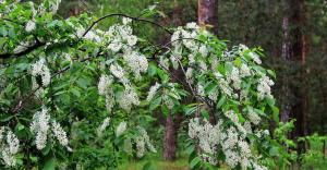 Bird cherry - marks what promises, whether it is possible to put in the house and put in a bouquet