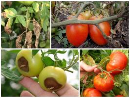The battle for the harvest: treat tomatoes correctly