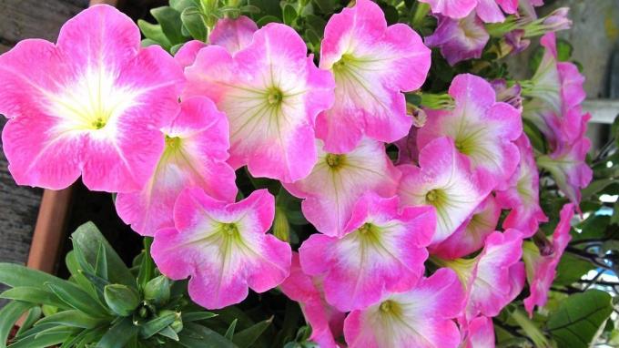 Bright petunia. Photo from the Internet