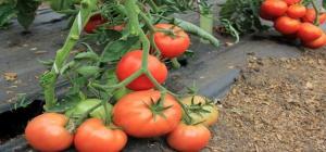 Most shade-tolerant tomato varieties.