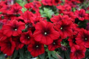 What is autonomic petunia and how it multiplies?