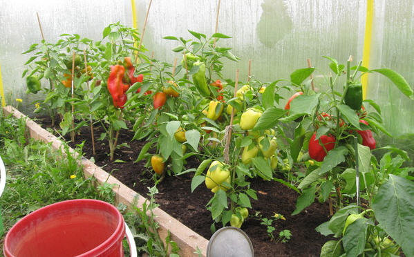 Growing peppers in the greenhouse. Photos from green-color.ru