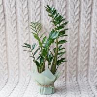 Zamioculcas: how to properly care