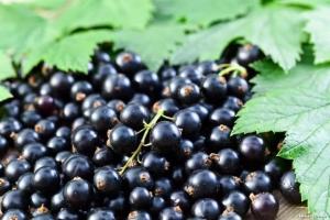 Caring for raspberries and currants after fruiting