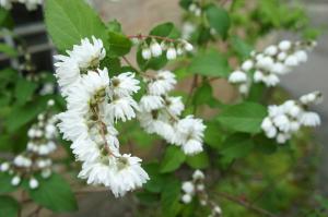 Bush - flower feyverk, "bride" of the garden. The first opponent of lilac
