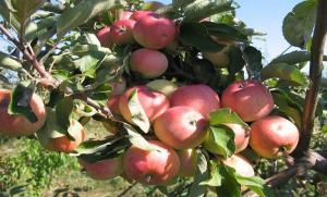 The most delicious varieties of apples which should be later put.