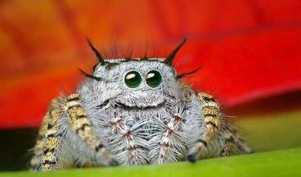 Kindest spider