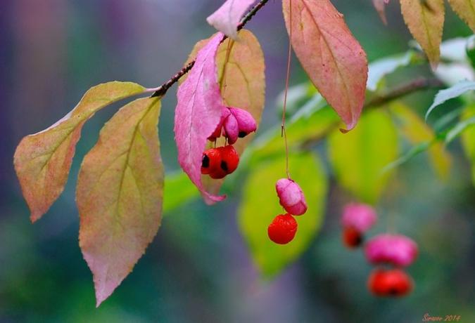 Macro photography berries and leaves of Euonymus (lifeisphoto.ru)