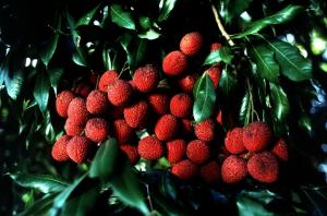 In the shops there lychee. We understand it as it is and whether they are useful.