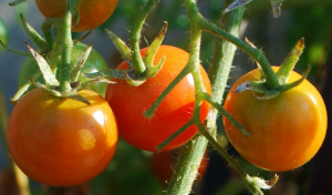 Why tomatoes dressing boron. prepare a solution of