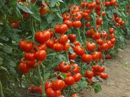 Fertilizing of yeast to increase the yield of cucumbers and tomatoes