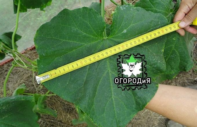 In the past year I have 40 cm was the largest leaf. The heat probably does not grow well cucumbers.