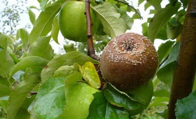 Fruit rot on the apple (illustrations for an article taken from Yandex. pictures)