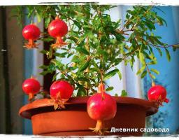 Fruiting plants that are easy to grow from bone